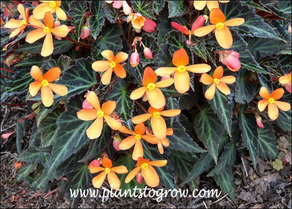 The foliage with the light green veins is very ornamental,